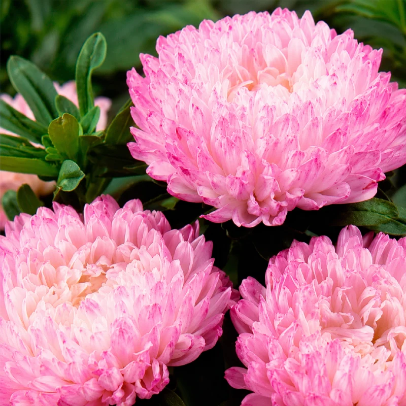 Reine Marguerite Garden Jewel Rose