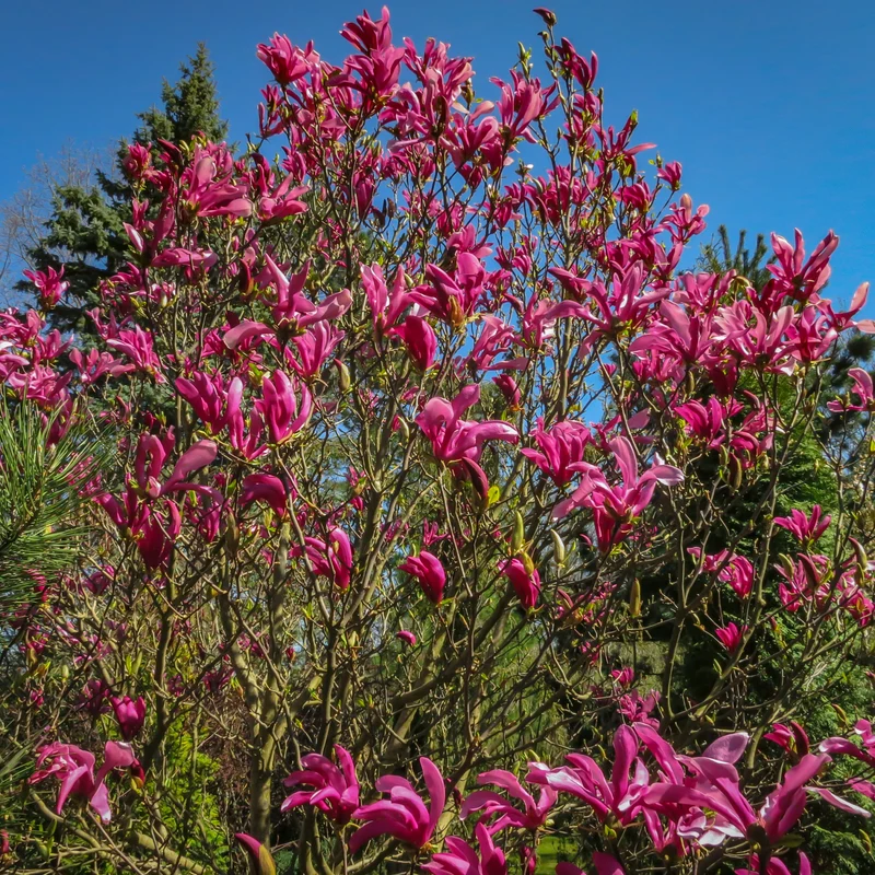 Magnolia Susan
