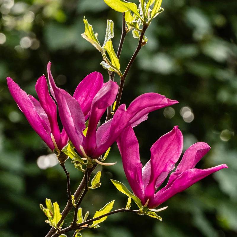 Magnolia Susan
