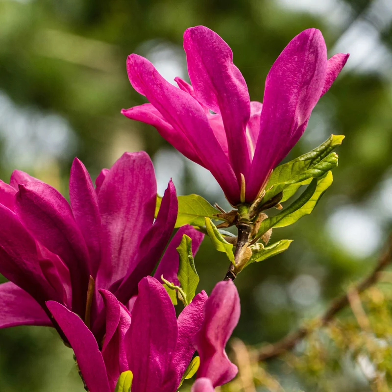 Magnolia Susan