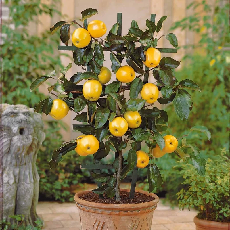 Mini pommier Golden Yellow Spur