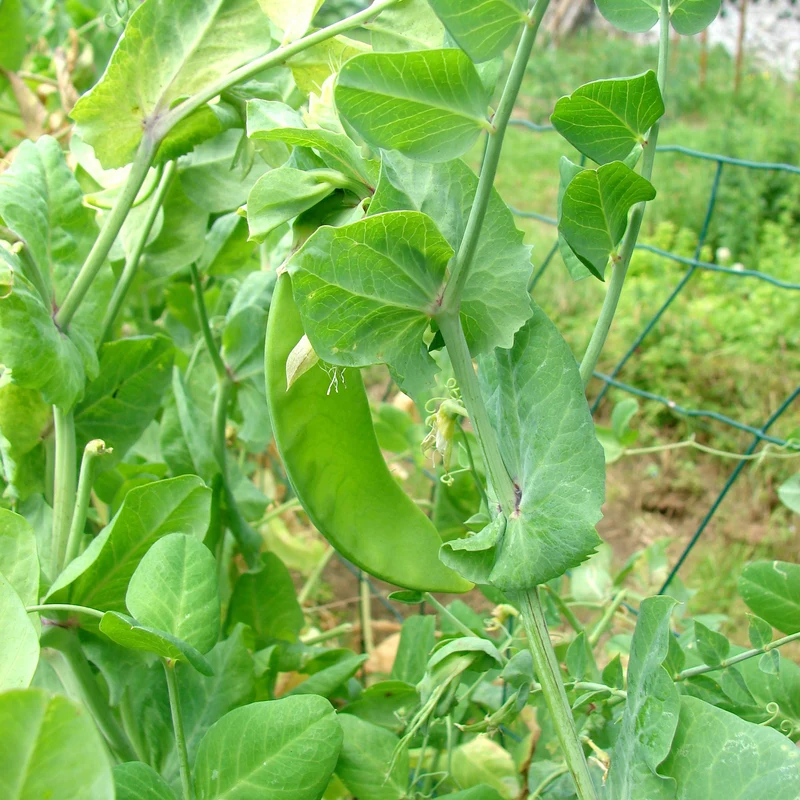 Pois mangetout Héraut