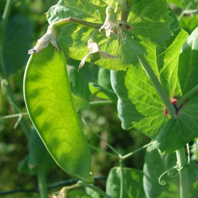 Pois mangetout Héraut