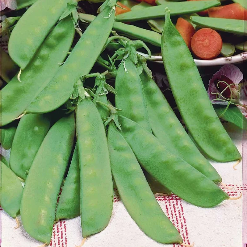 Pois mangetout Héraut