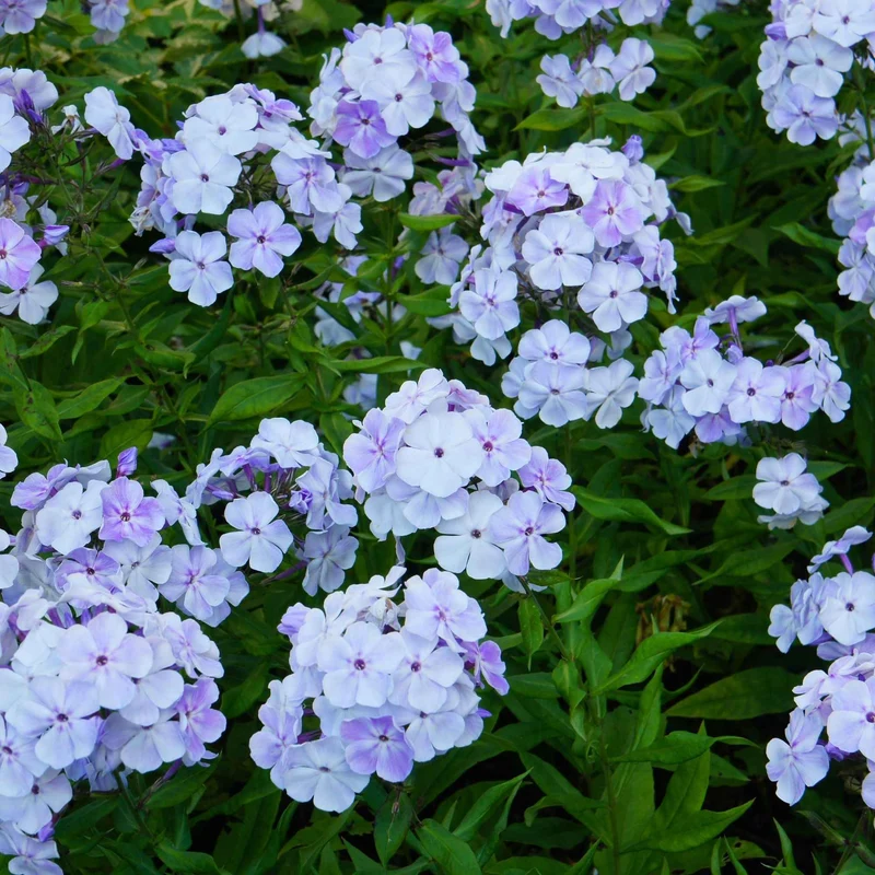 3 Phlox rouge, bleu, blanc en mélange