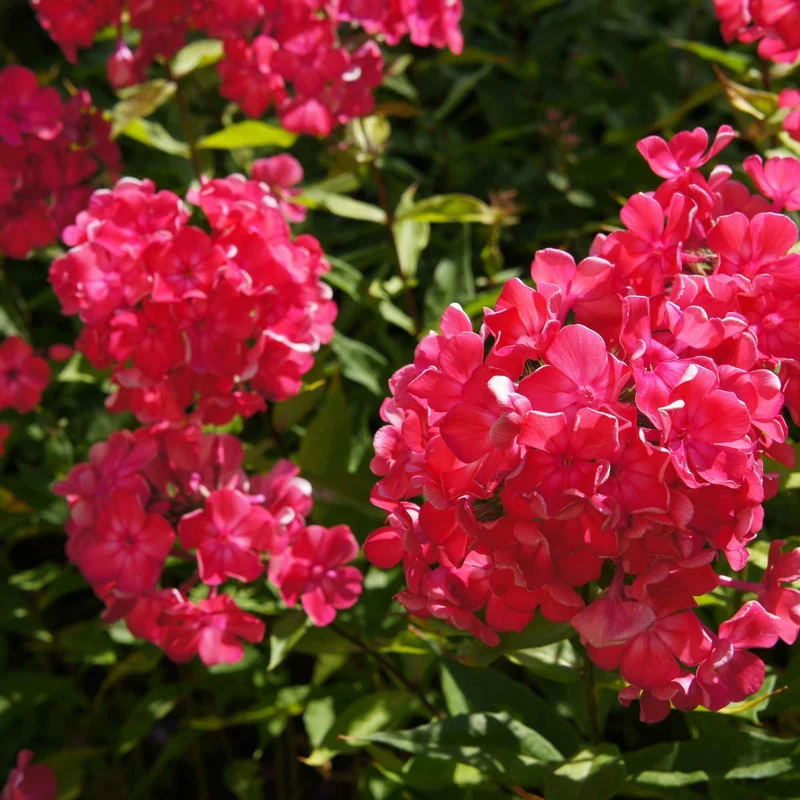 3 Phlox rouge, bleu, blanc en mélange
