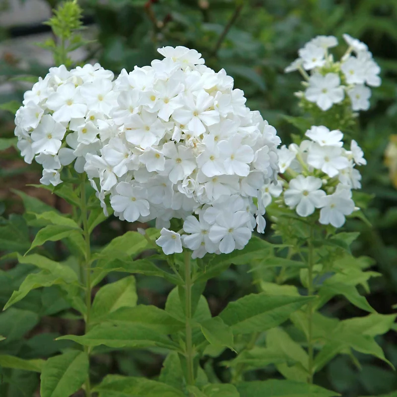 3 Phlox rouge, bleu, blanc en mélange