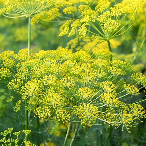 Aneth Bouquet Bio