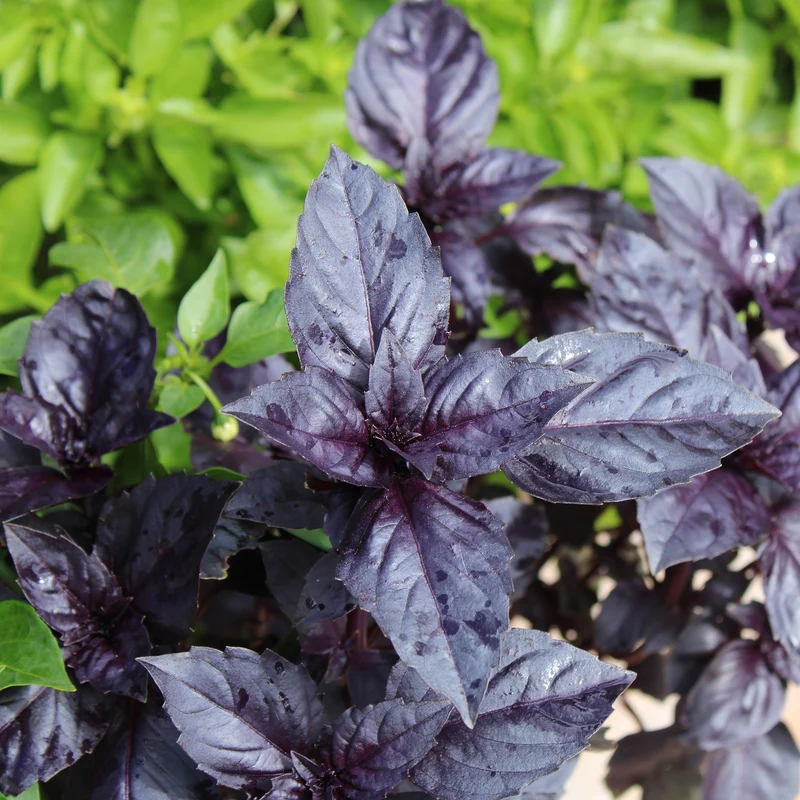 Basilic pourpre Dark Opal Bio