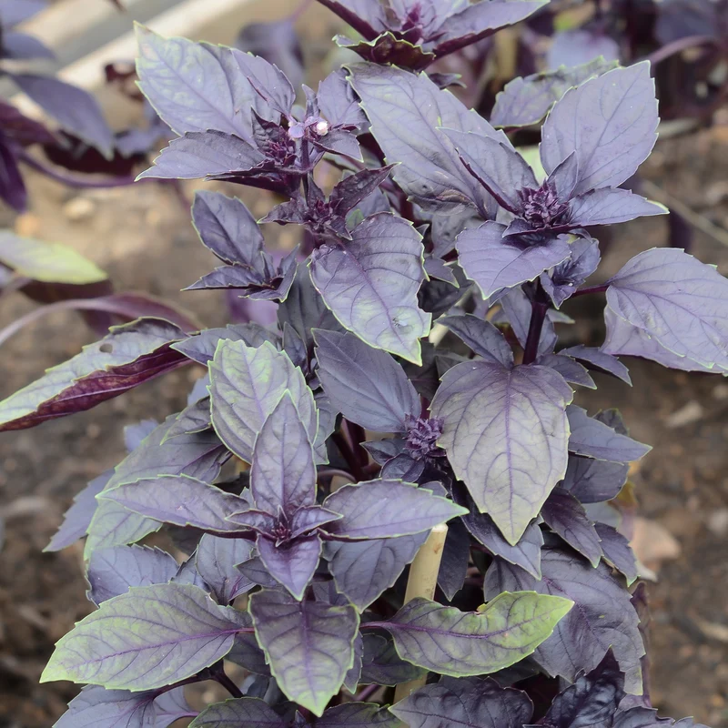 Basilic pourpre Dark Opal Bio