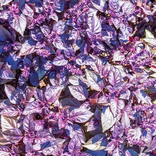 Basilic pourpre Dark Opal Bio