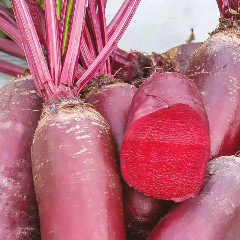 Betterave rouge Cylindra Bio