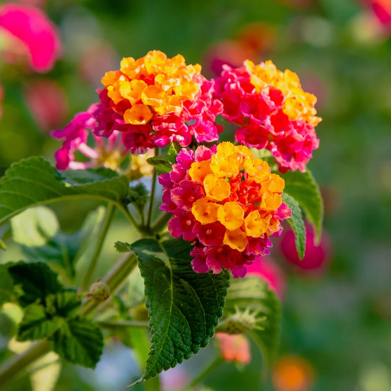 3 Lantana Passionfruit