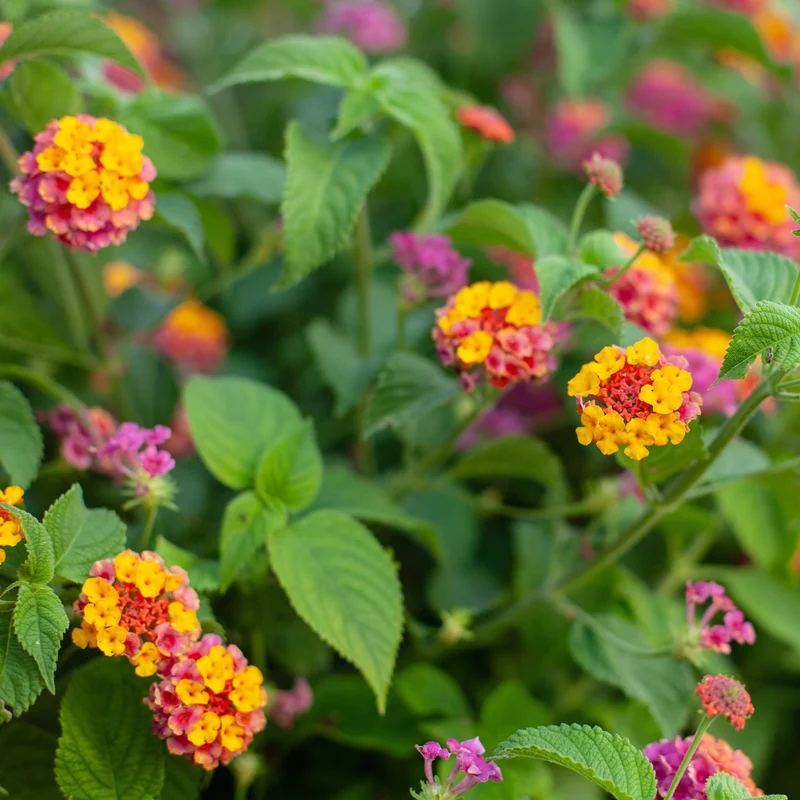 3 Lantana Passionfruit