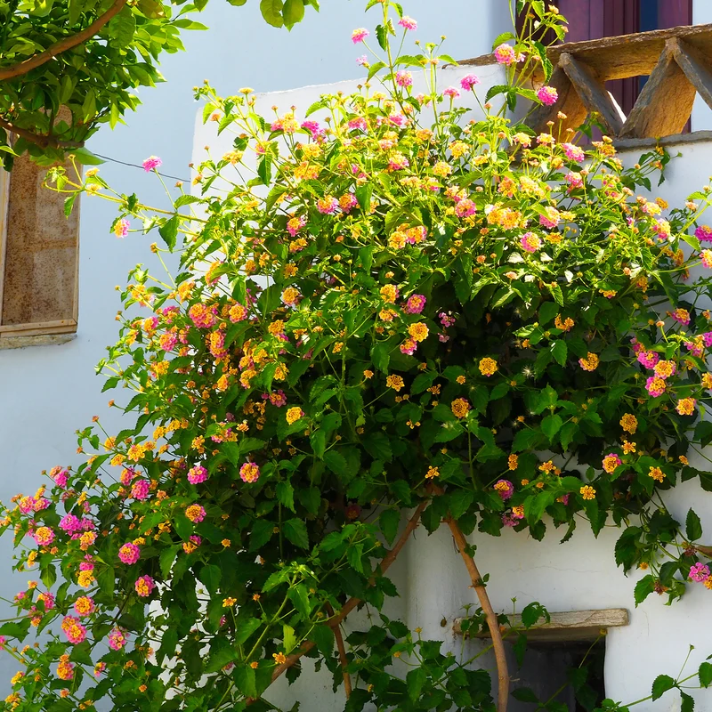 3 Lantana Passionfruit