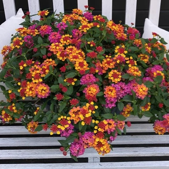 3 Lantana Passionfruit