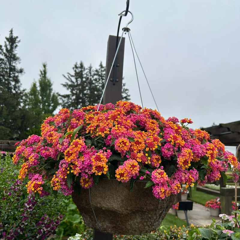 3 Lantana Passionfruit
