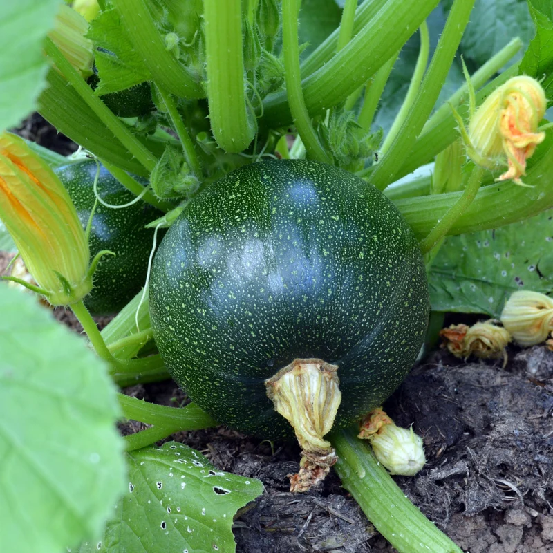 Courgette Eight Ball F1