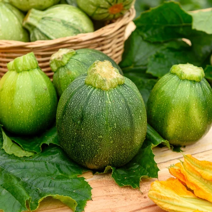Courgette Eight Ball F1