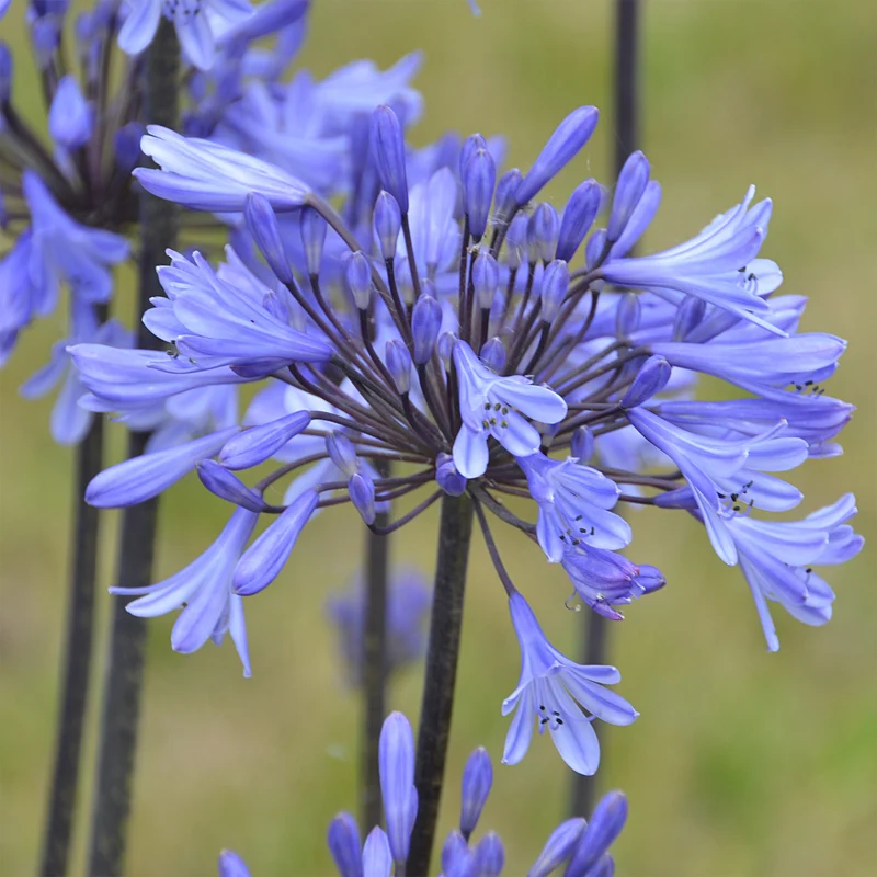 Agapanthe Graphite® Blue