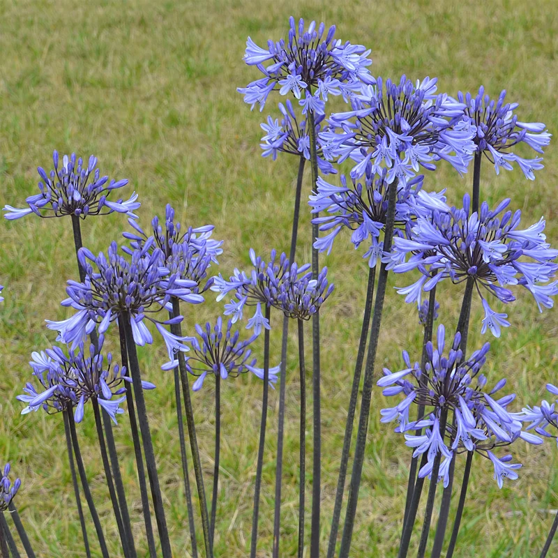 Agapanthe Graphite® Blue