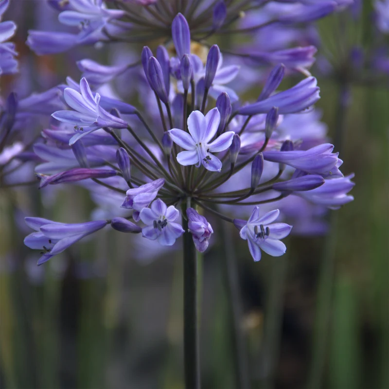Agapanthe Graphite® Blue