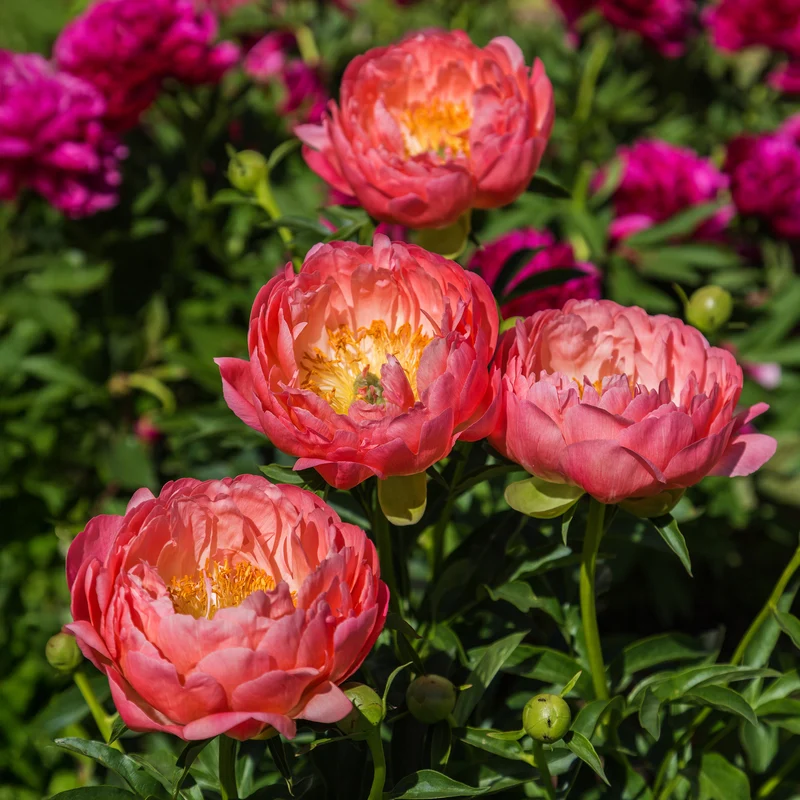 Pivoine Coral Charm