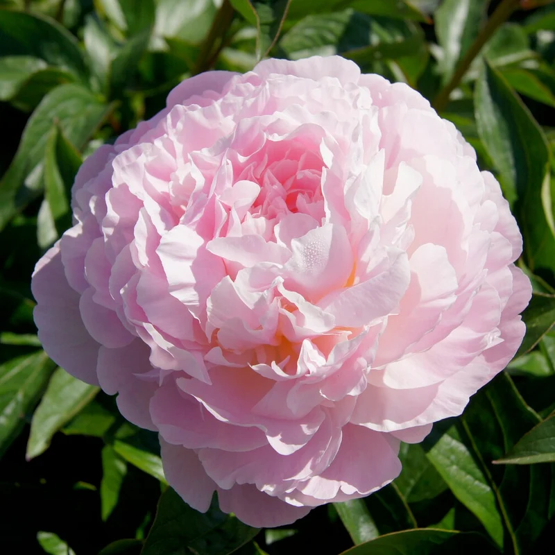 Pivoine Albert Crousse