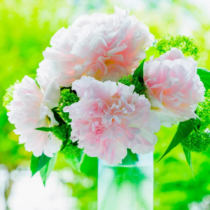 Pivoine Albert Crousse