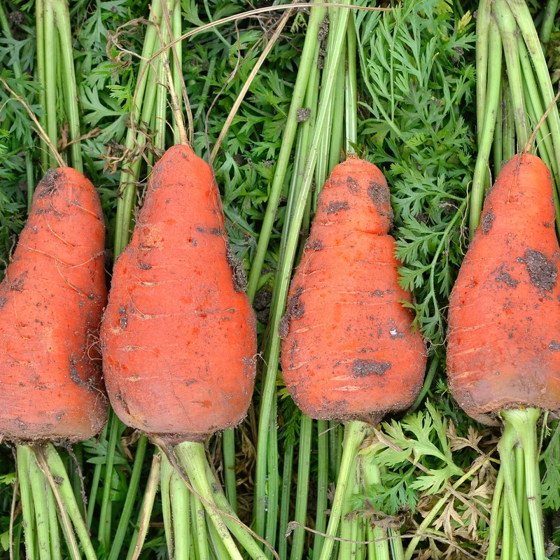 Carotte De Chantenay à coeur rouge