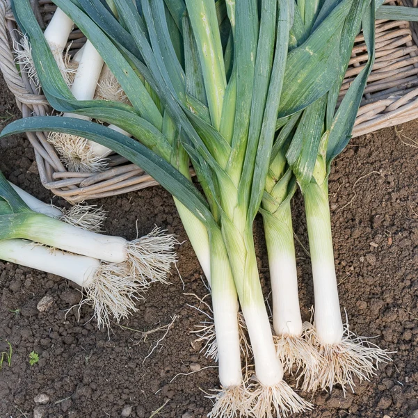 Poireau Bleu de Solaise