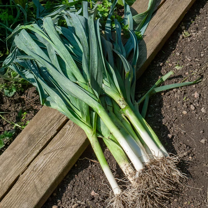 Poireau Bleu de Solaise