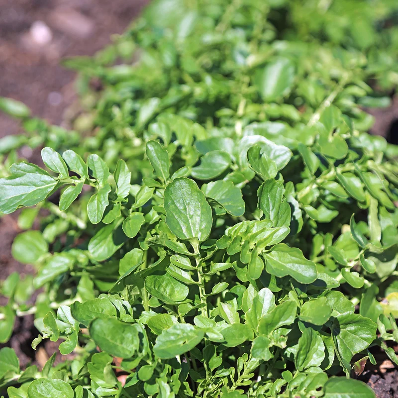 Cresson de jardin