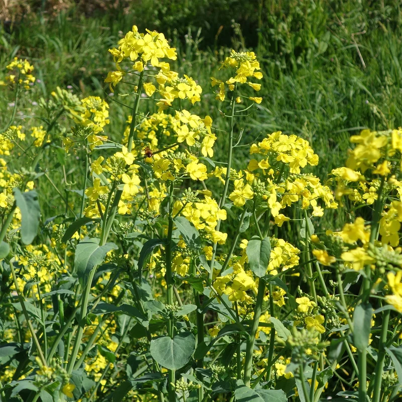 Cresson de jardin