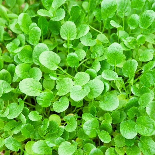 Cresson de jardin