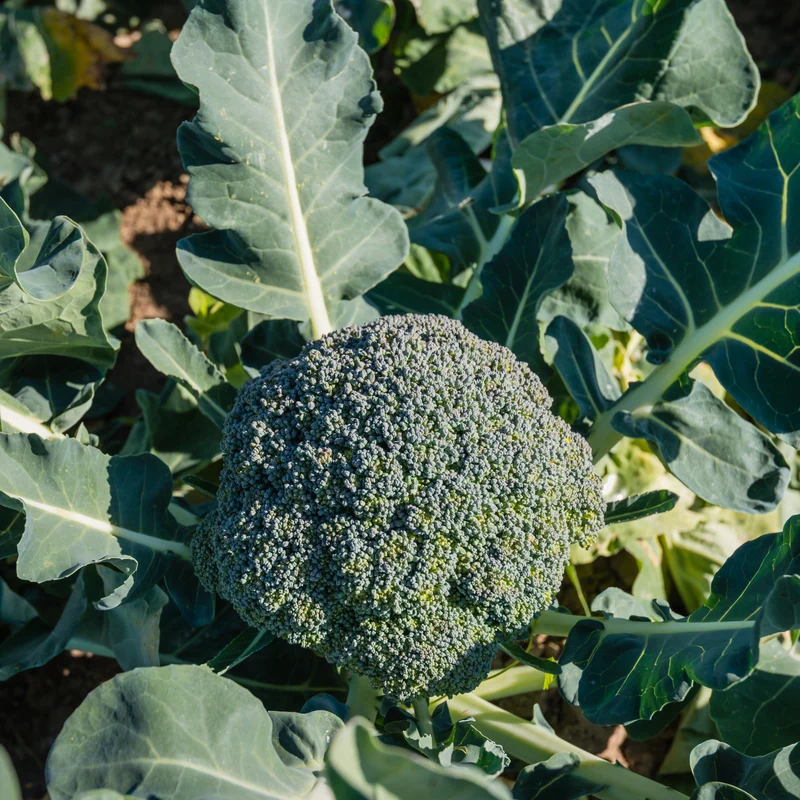 Brocoli Calabrese Natalino Bio