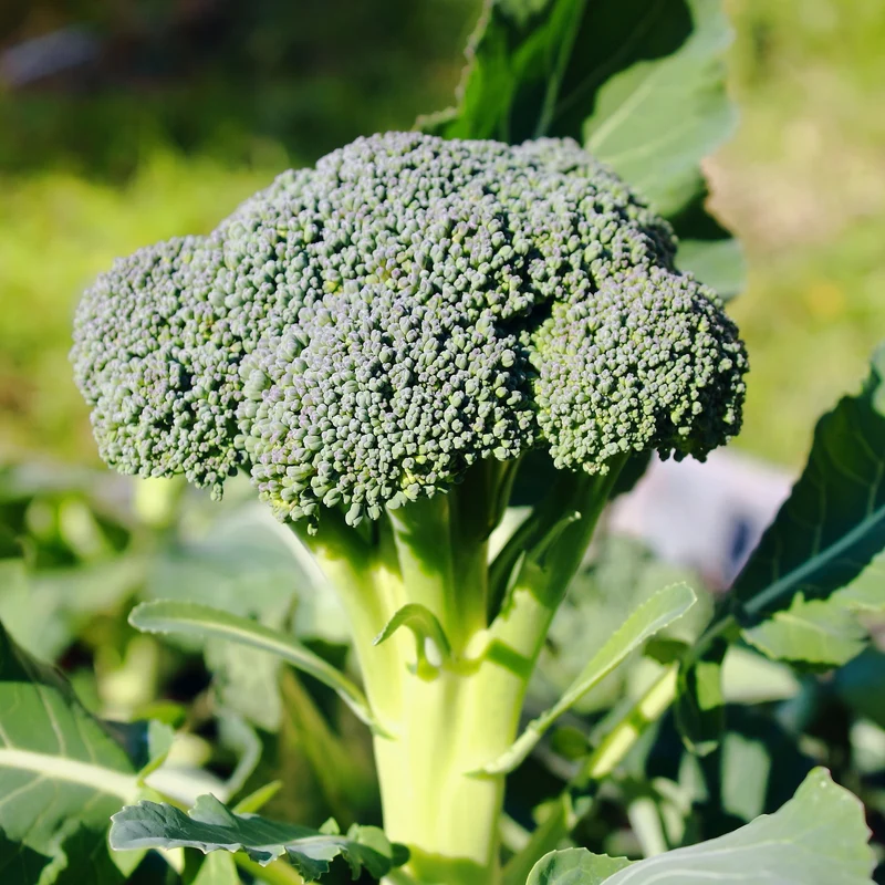 Brocoli Calabrese Natalino Bio