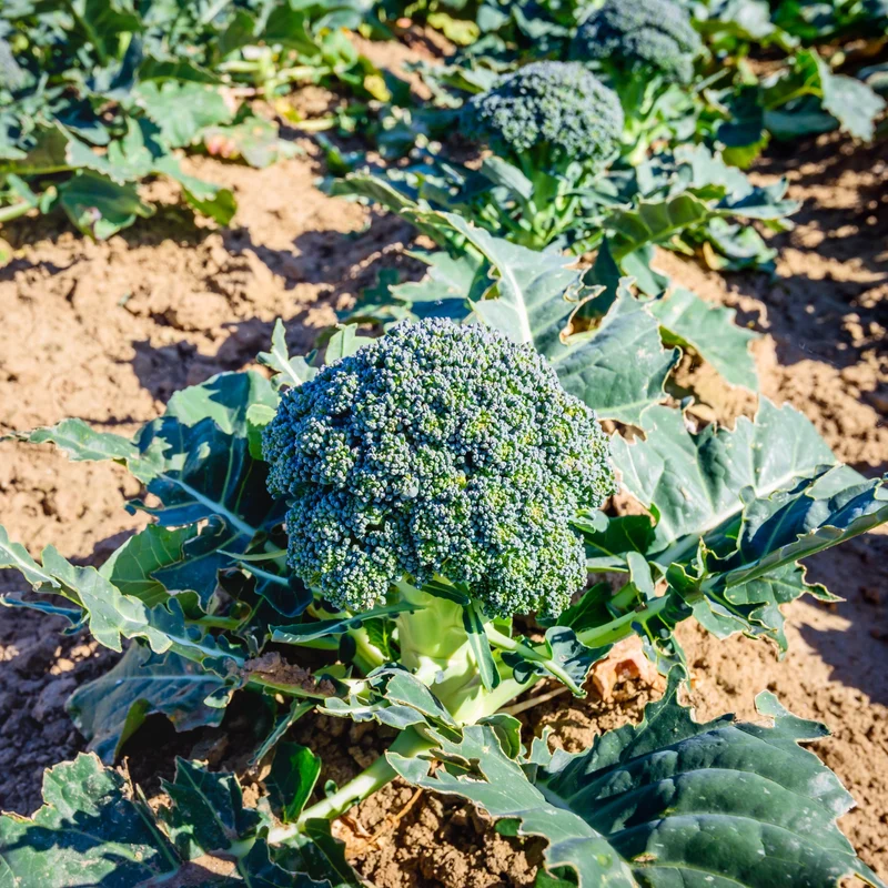 Brocoli Calabrese Natalino Bio