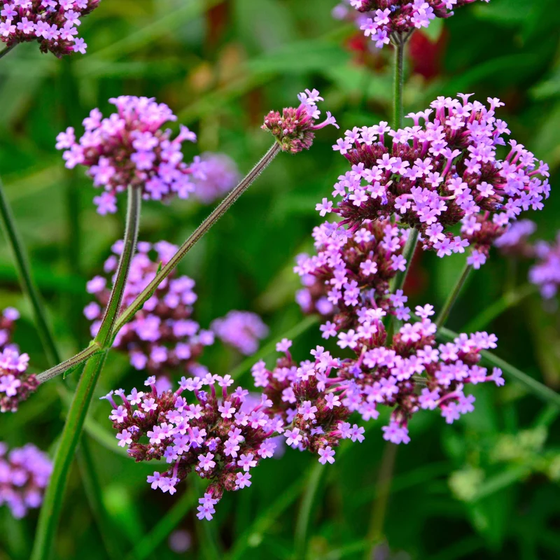 Verveine de Buenos Aires (graines)