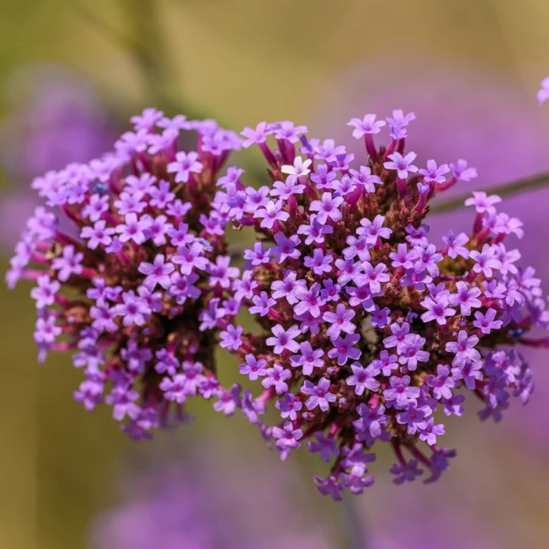 Verveine de Buenos Aires (graines)