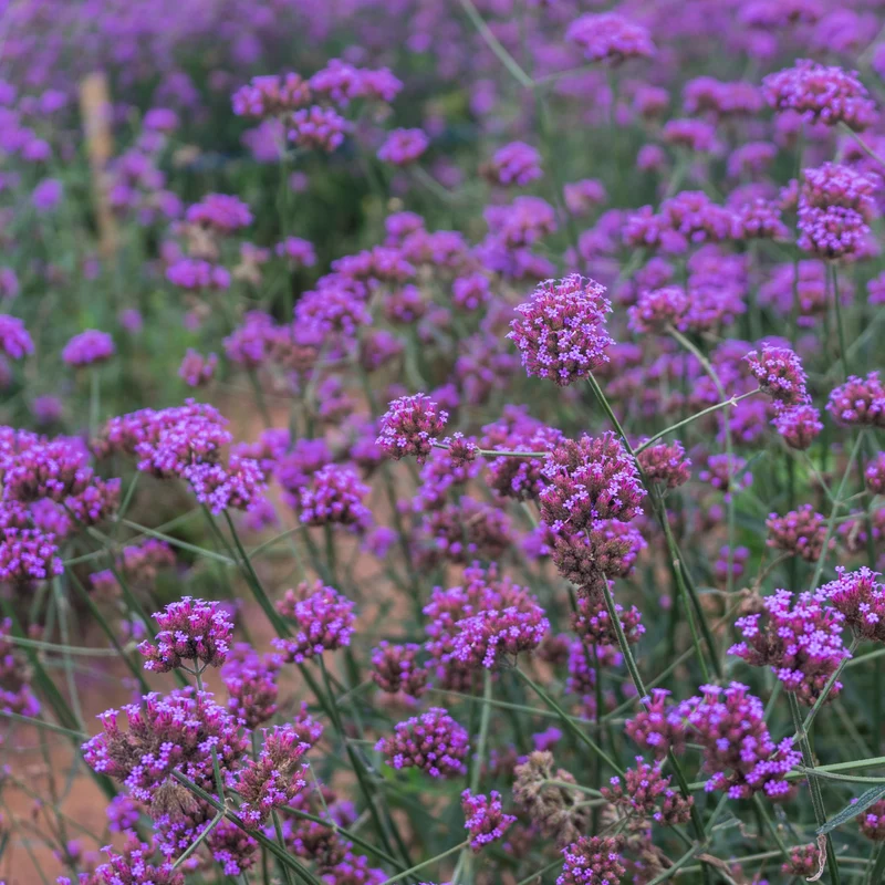 Verveine de Buenos Aires (graines)