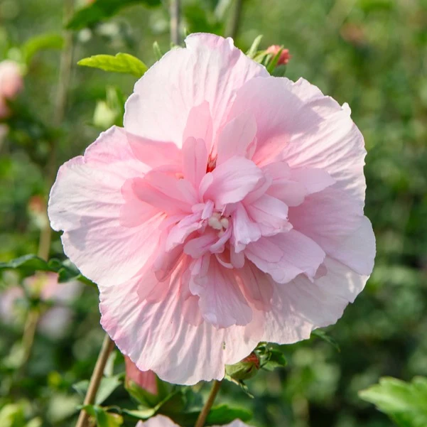 Hibiscus Pink Chiffon