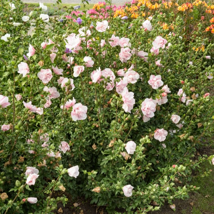 Hibiscus Pink Chiffon