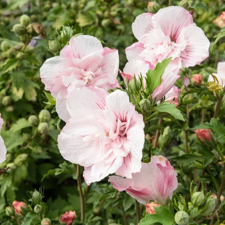 Hibiscus Pink Chiffon
