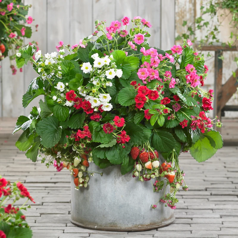3 Fraisiers à fleurs doubles en mélange