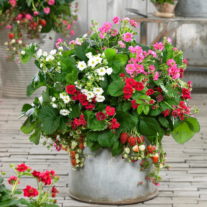 3 Fraisiers à fleurs doubles en mélange