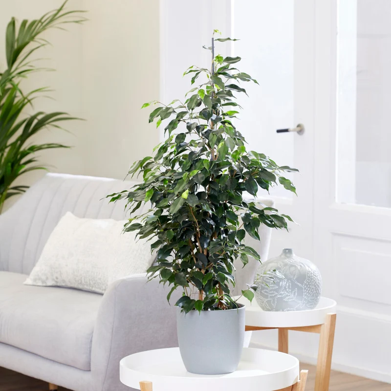 Ficus benjamina Danielle