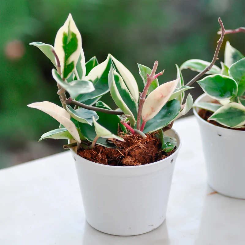 Plante de cire
