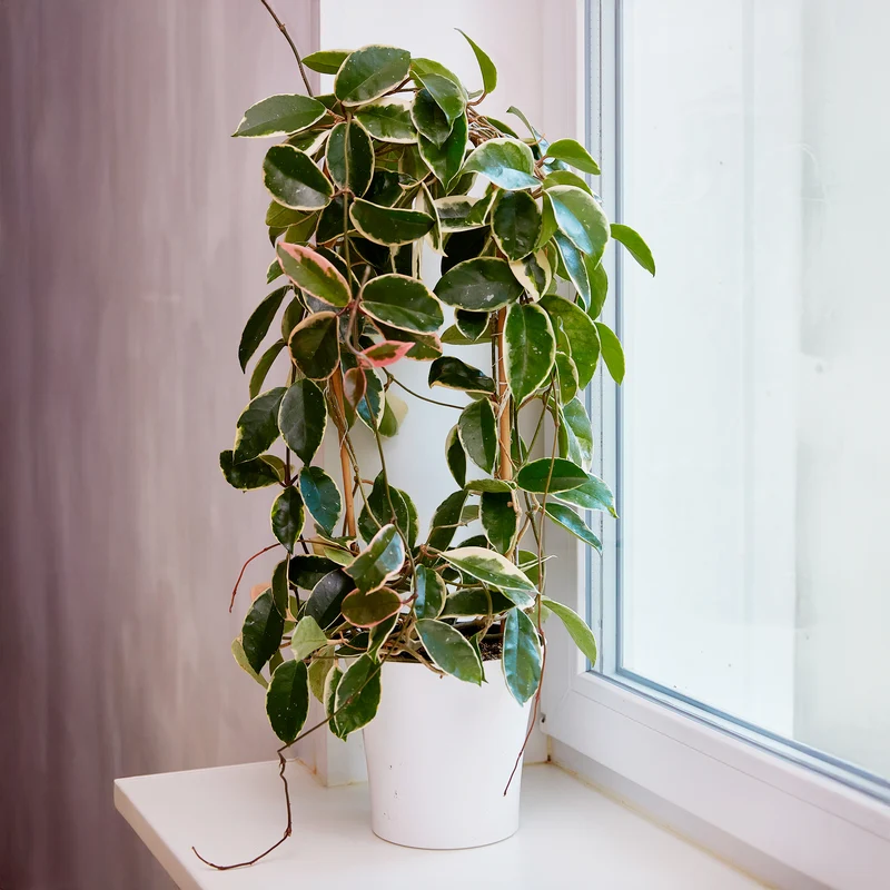 Plante de cire