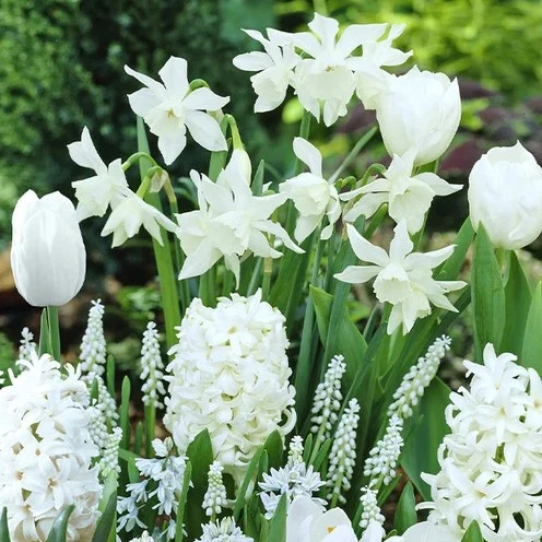 35 Bulbes de fleurs Bordure Blanche en mélange